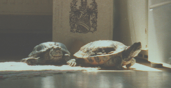 Kr&ouml;ten beim Sonenbaden