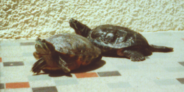 Kr&ouml;ten beim Sonenbaden